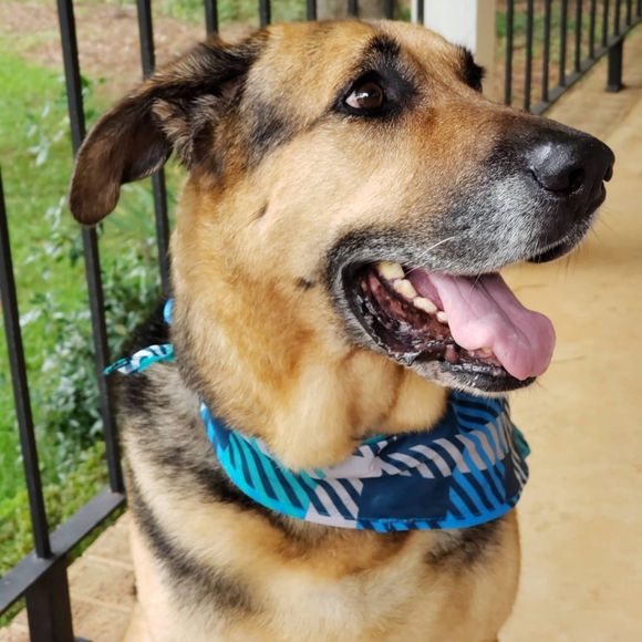 Meet your Posher, Katie - Picture 2 of 3